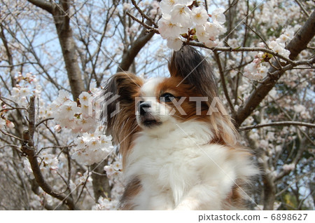 Papillon 6898627
