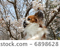 Papillon 6898628