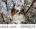 Papillon 6898629