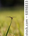 Face to face with dragonfly 6898833