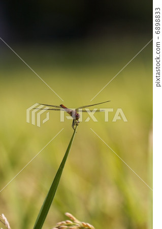 與蜻蜓面對面 與蜻蜓面對面 6898833