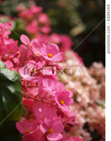 Begonia flowers 6899269