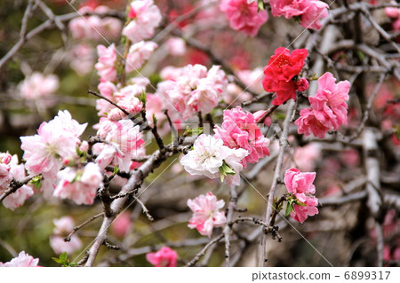 Genpea佛教櫻桃樹 6899317