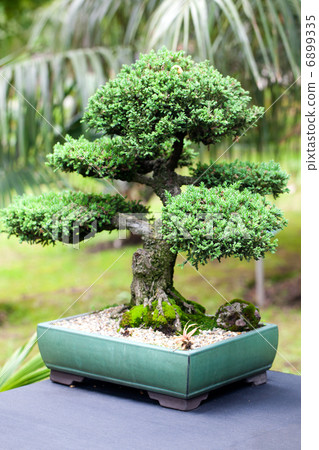 beautiful juniper bonsai  in a botanical garden 6899335