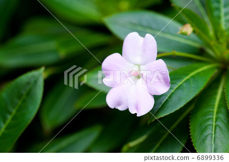 beautiful tropical flower against a green natural background 6899336