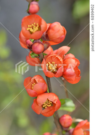 牽牛花 牽牛花 6899402