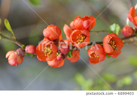 牽牛花 牽牛花 6899403