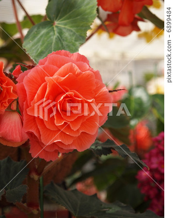 Begonia flowers Begonia flowers 6899484