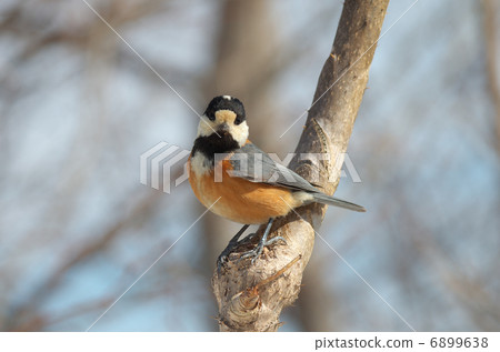 Varied tit perched on a branch 6899638