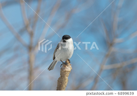 Lashes that stick to branches 6899639