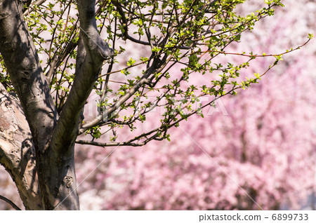 Princess with floral bud Apples 6899733