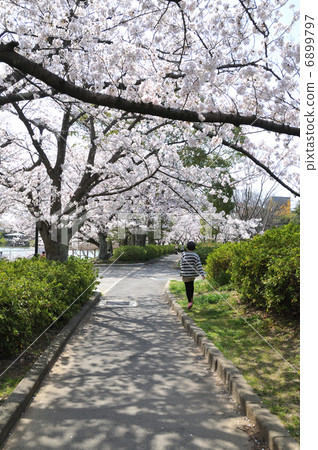 Sakurado Sakurado 6899797