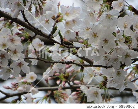 Cherry Blossoms	 6899802