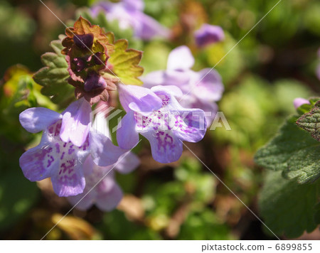 Kakidoushi Kakidoushi 6899855