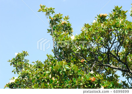 Oleander on the  blue  sky background 6899899