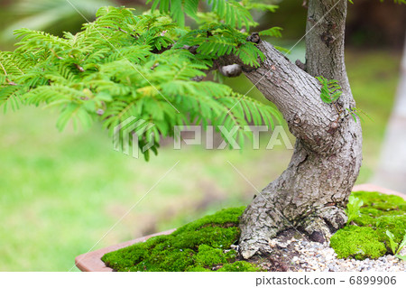 beautiful bonsai in a botanical garden beautiful bonsai in a botanical garden 6899906