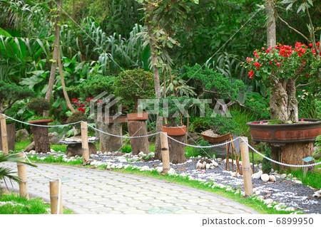 bonsais exhibition in a botanical garden 6899950