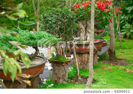 bonsais exhibition in a botanical garden 6899952