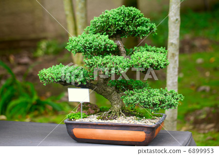 beautiful juniper bonsai  in a botanical garden 6899953
