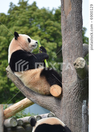 Panda on the tree Panda on the tree 6900129