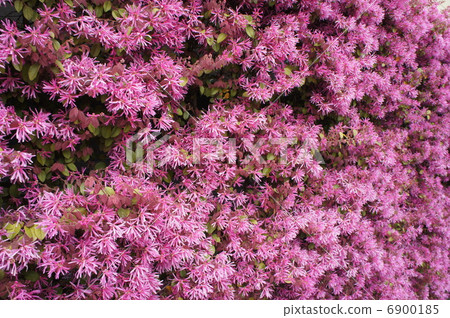 Witch hazel flower Witch hazel flower 6900185
