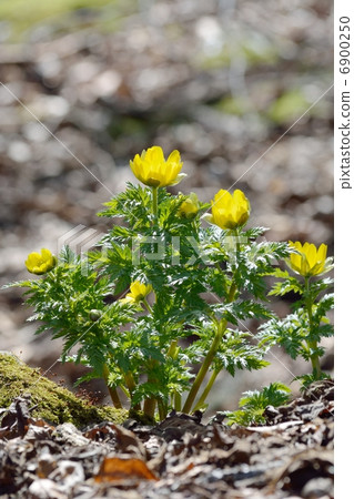 Fukushune在春天的光照下成長 Fukushune在春天的光照下成長 6900250