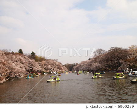 Inokashira Park The cherry tree in full bloom 6900259