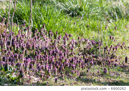 Princess Dancing Princess Dancing 6900262