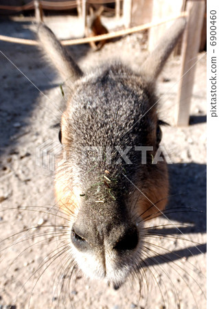 馬拉 馬拉 6900460