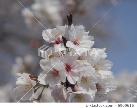 櫻花 櫻花 6900616
