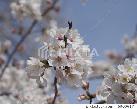 櫻花 櫻花 6900617