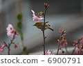櫻桃樹 6900791
