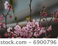 櫻桃樹 6900796