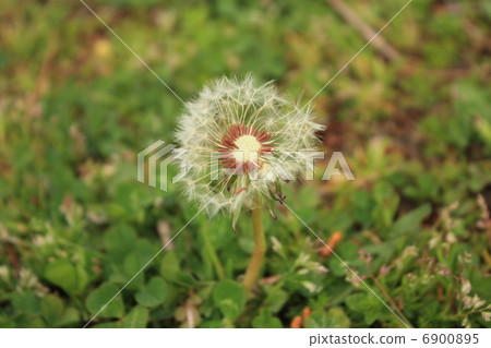 起毛 起毛 6900895