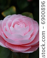 Camellia 6900896