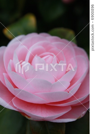 茶花 茶花 6900896