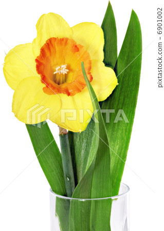 Beautiful spring single flower Beautiful spring single flower 6901002