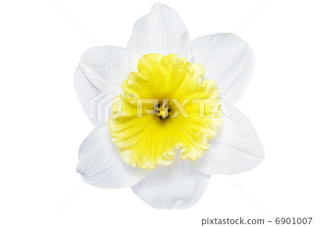 Beautiful spring single flower 6901007