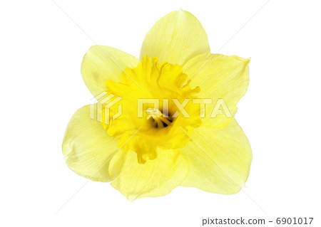 Beautiful spring single flower Beautiful spring single flower 6901017