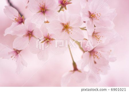 Cherry Blossoms	 6901021