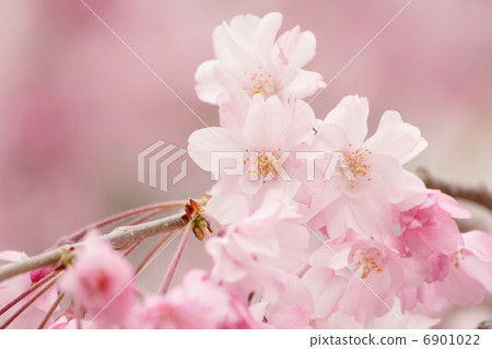 Cherry Blossoms	 6901022