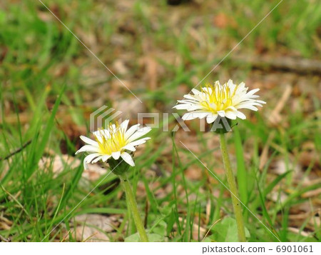 大阪城有許多白色（城堡）蒲公英 6901061