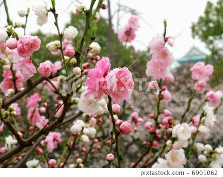 桃花大阪城 6901062