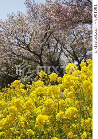Rape blossoms and cherry blossoms 6901091