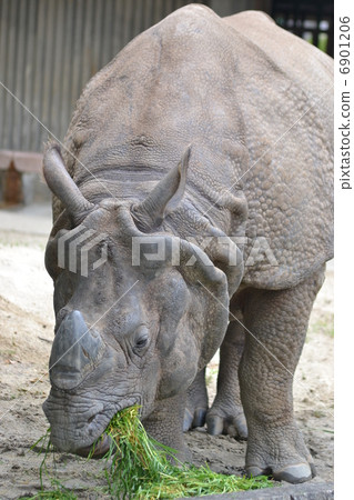 印度戒指 印度戒指 6901206