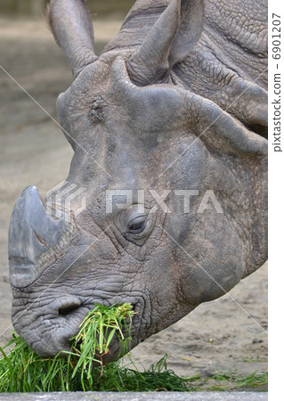 印度戒指 6901207