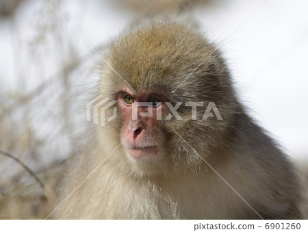Japanese macaques 6901260