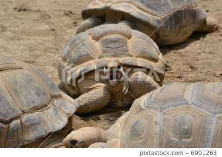 Giant tortoise 6901263