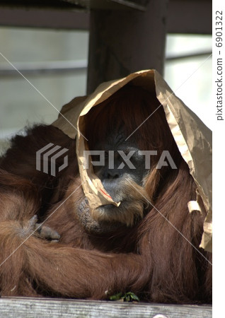 Orangutan 6901322