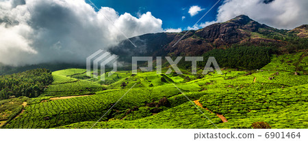 Tea plantations in India Tea plantations in India 6901464